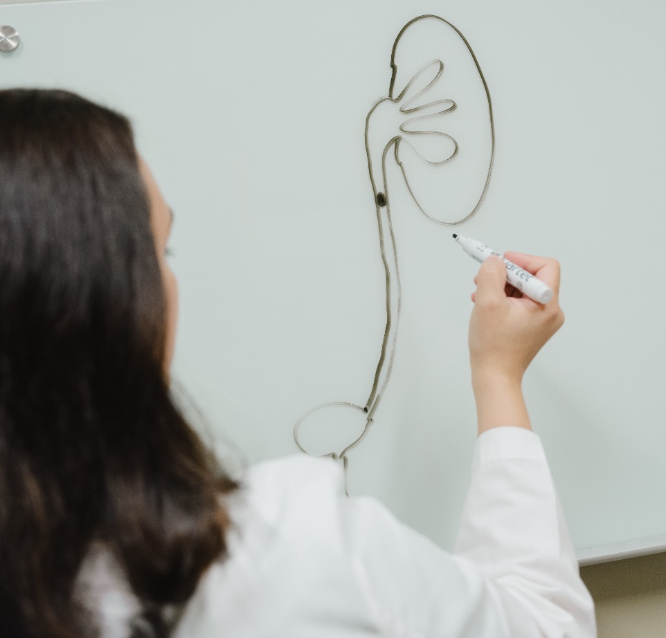 Urologist drawing a kidney