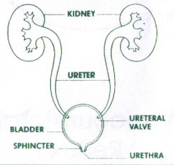 Ureter