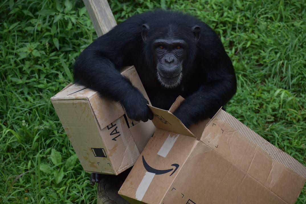 Photo of a Chimp Playing with Amazon boxes.
